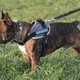 Image for article titled Best Dog Harnesses to Keep Your Good Boys (and Girls) Safe